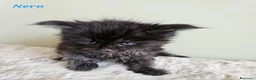 Maine Coon gatti in vendita: Splendidi cuccioli Maine Coon con pedigree - Annuncio 9