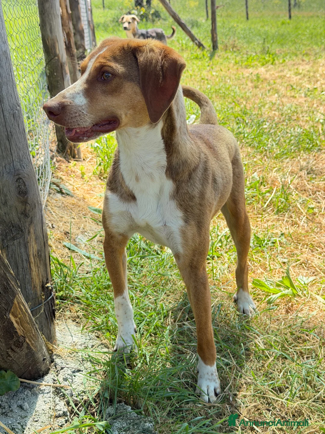 Meticcio cani in regalo: Pino maschio  a Provincia di Verona - Annuncio 2