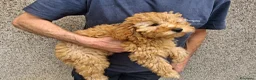 Barboncino cani in vendita: Barboncini nani 3 mesi  a Provincia di Bergamo - Annuncio 4