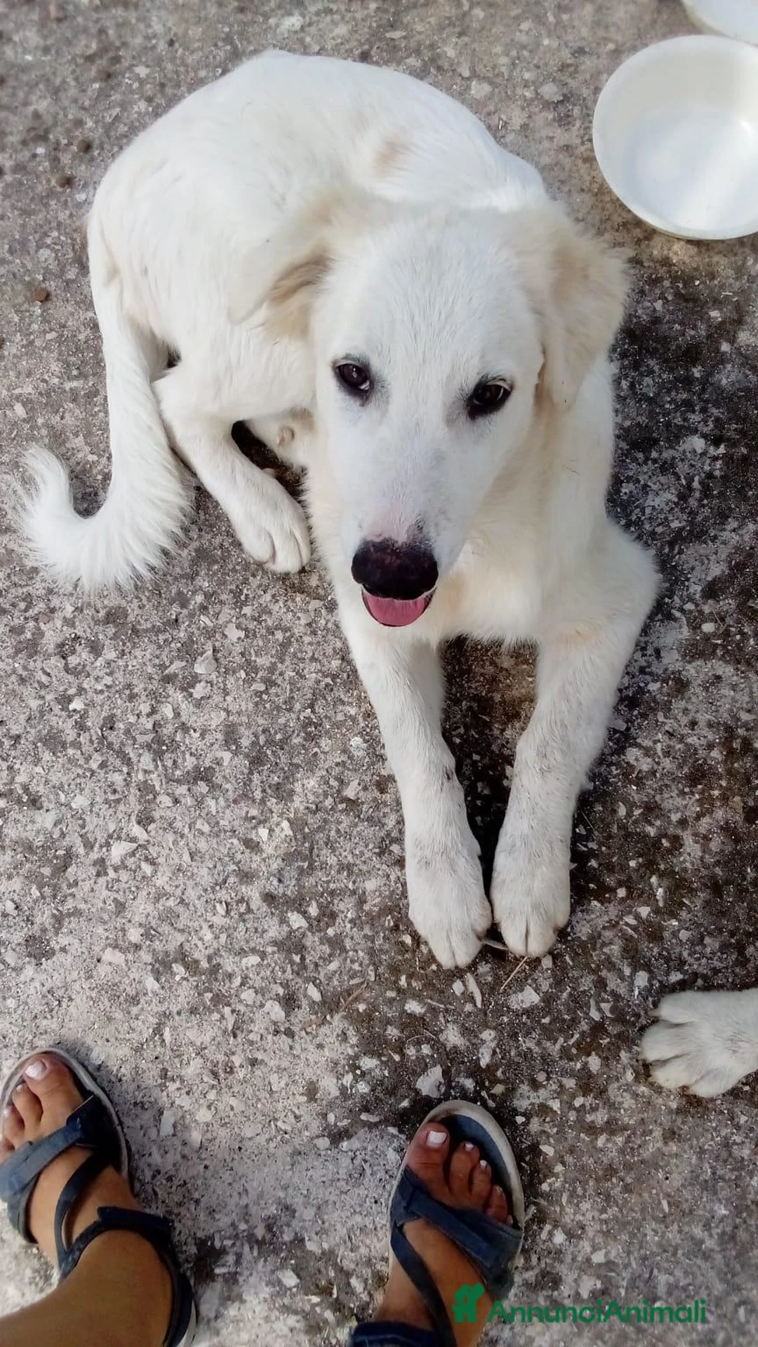 Meticcio cani in regalo: Alex e Franz - Annuncio 2