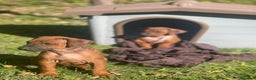Rhodesian Ridgeback cani in vendita: Rhodesian Ridgeback cuccioli  - Annuncio 6
