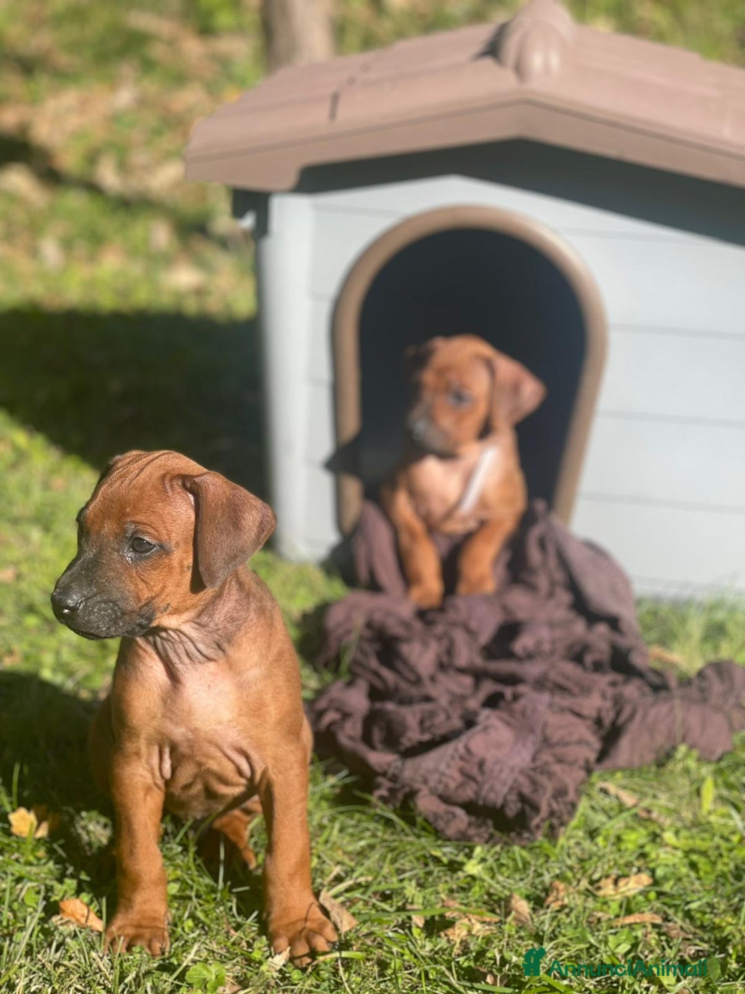 Rhodesian Ridgeback cani in vendita: Rhodesian Ridgeback cuccioli  - Annuncio 6
