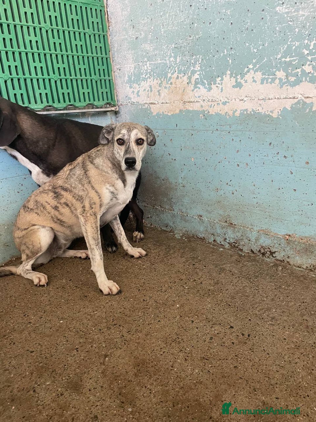 Meticcio cani in regalo: Alyssa - Annuncio 2