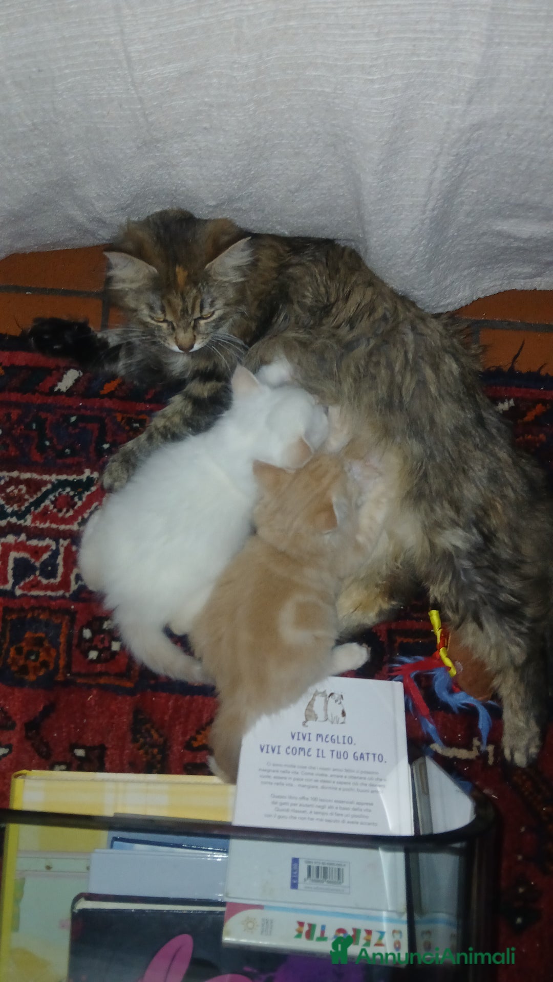 Siberiano gatti in vendita: Gatto siberiano anallergico con pedigree  a Ente di decentramento regionale di Udine - Immagine 7