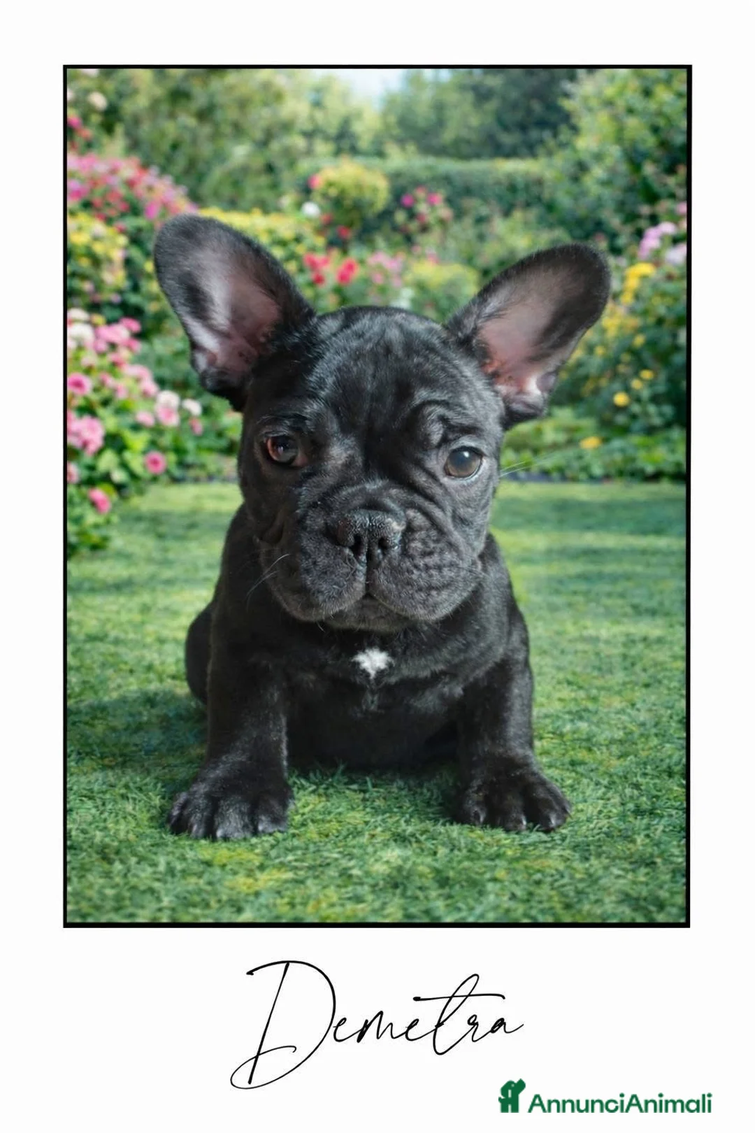 Bulldog Francese cani in vendita: Disponibili cuccioli di Bulldog Francese - Annuncio 2