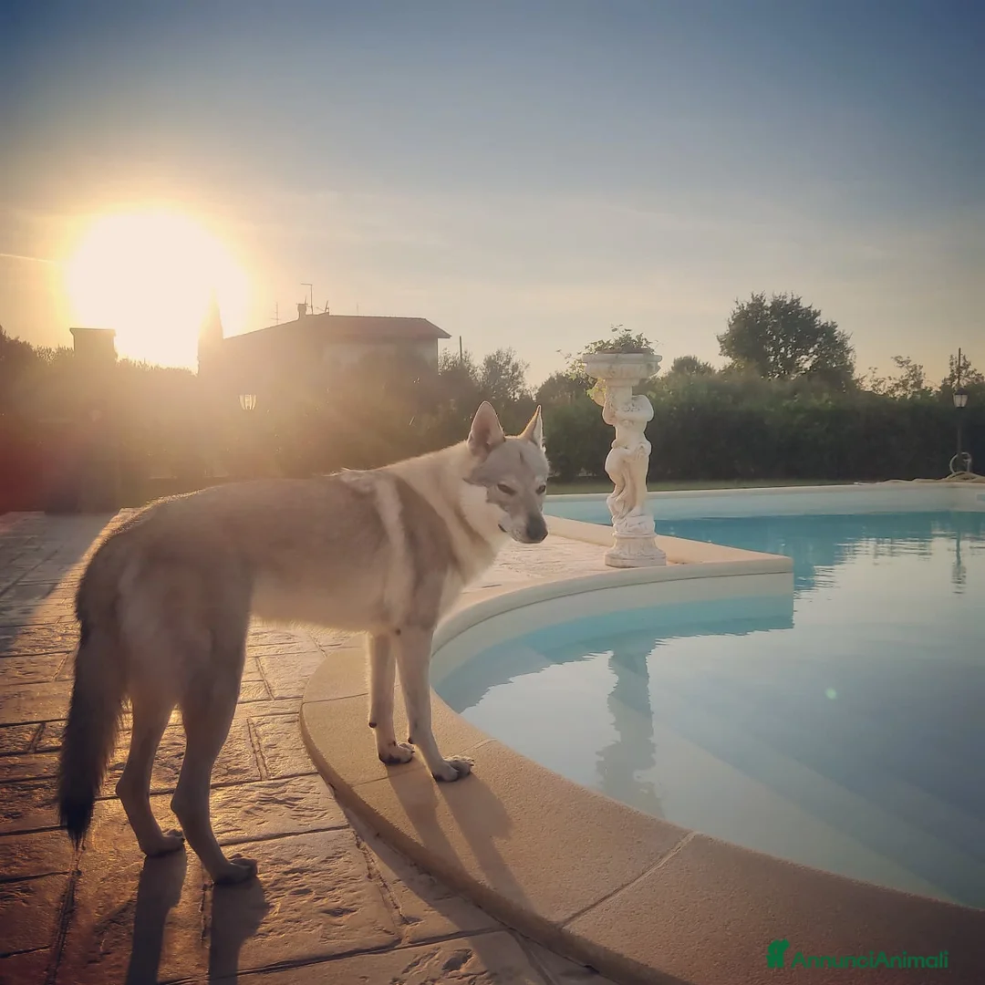 Lupo Cecoslovacco cani per accoppiamento: Cercasi lupo cecoslovacco per accoppiamento a Provincia di Viterbo - Annuncio 7