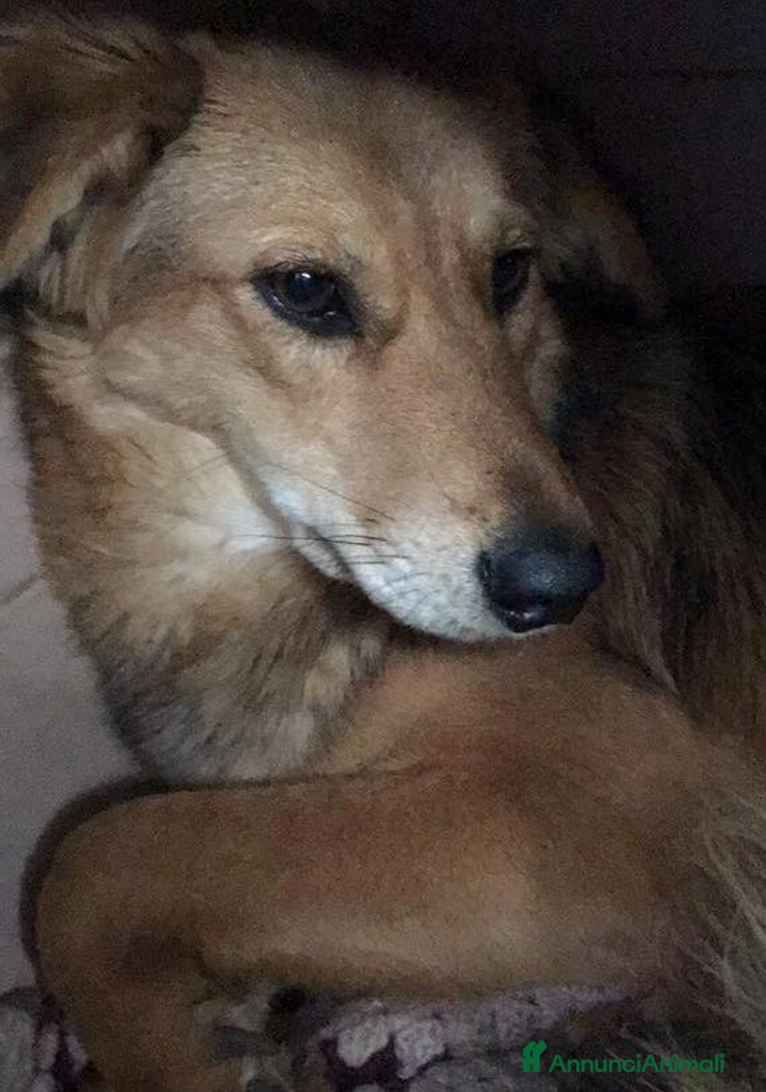 Meticcio cani in regalo: Adozione del cuore per cagnolina timida a Città metropolitana di Milano - Annuncio 3