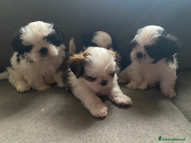 Shih Tzu cani - Annuncio 8