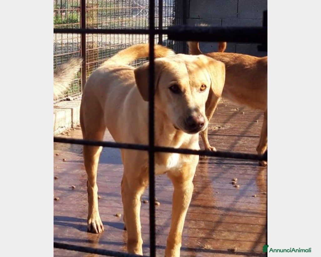 Meticcio cani Portato in 1canile lager dai padroni 6anni fa!SICI a Milano - Annuncio 19