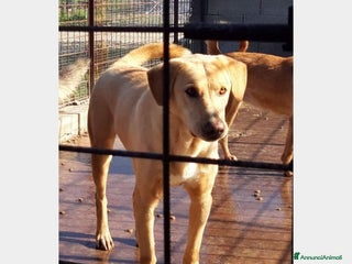 Meticcio cani Portato in 1canile lager dai padroni 6anni fa!SICI a Milano - Annuncio 38