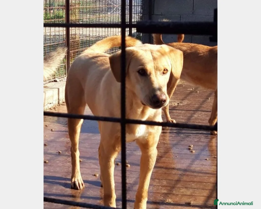 Meticcio cani in regalo: Portato in 1canile lager dai padroni 6anni fa!SICI a Milano - Annuncio 1