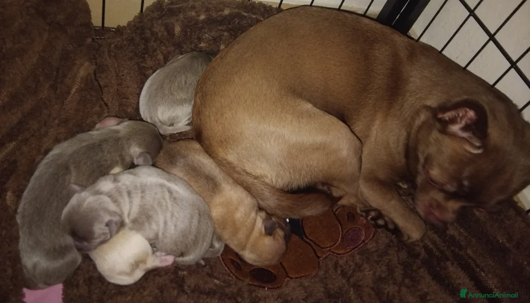 Chihuahua cani in vendita: Piccolini Chihuahua  a Città metropolitana di Milano - Annuncio 1