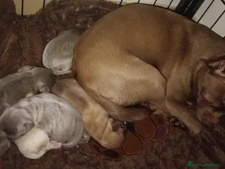 Chihuahua cani Piccolini Chihuahua - Annuncio 1