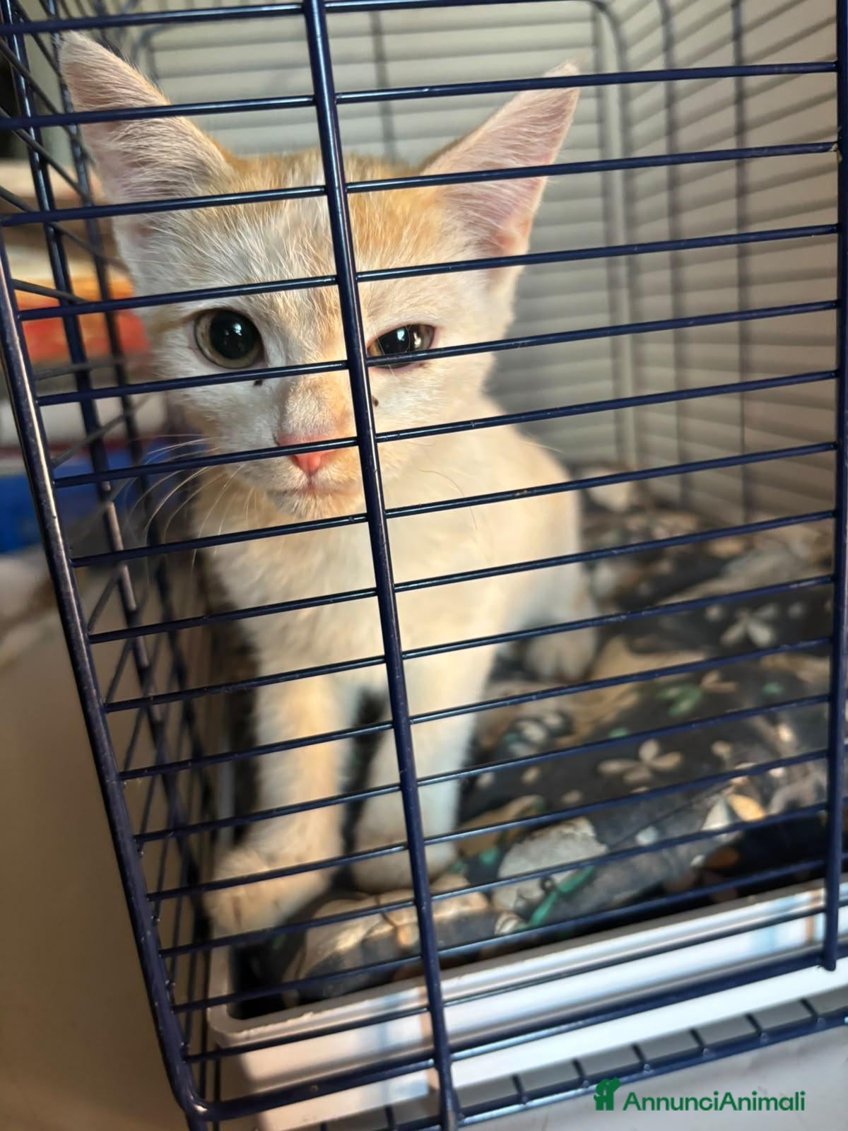 Meticcio gatti in regalo: GATTINA DOLCISSIMA - Annuncio 1