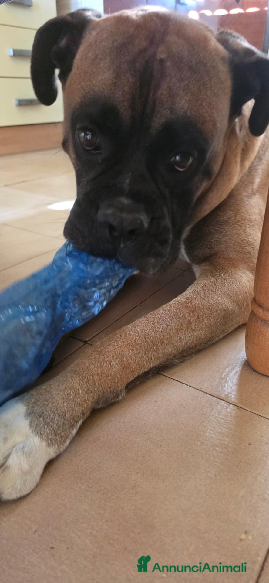 Boxer cani in regalo: Leon  - Annuncio 1
