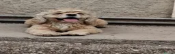 Meticcio cani in vendita: Si può subito contattare al WhatsApp  - Annuncio 10