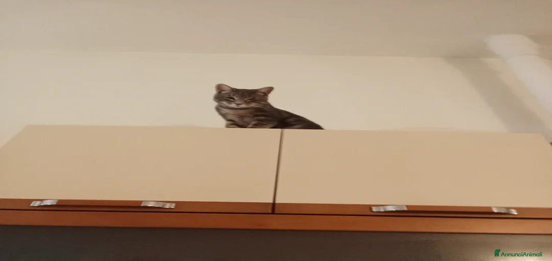 Immagine della galleria {{count}}