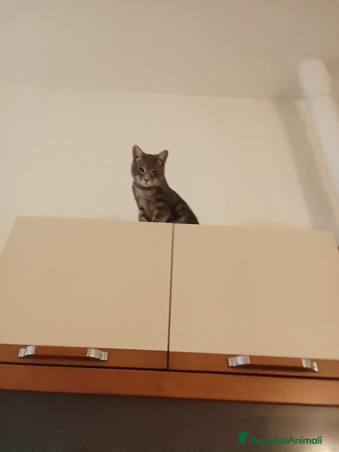 Immagine della galleria {{count}}