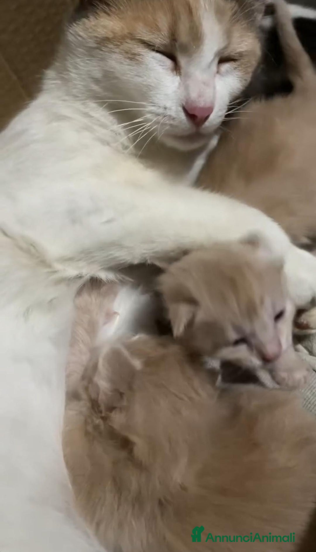 Altre razze gatti in regalo: gattina dolce grigia a pelo corto a Provincia di Ascoli Piceno - Annuncio 7