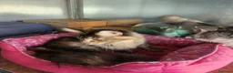 Maine Coon gatti in vendita: Maine coon  - Annuncio 2