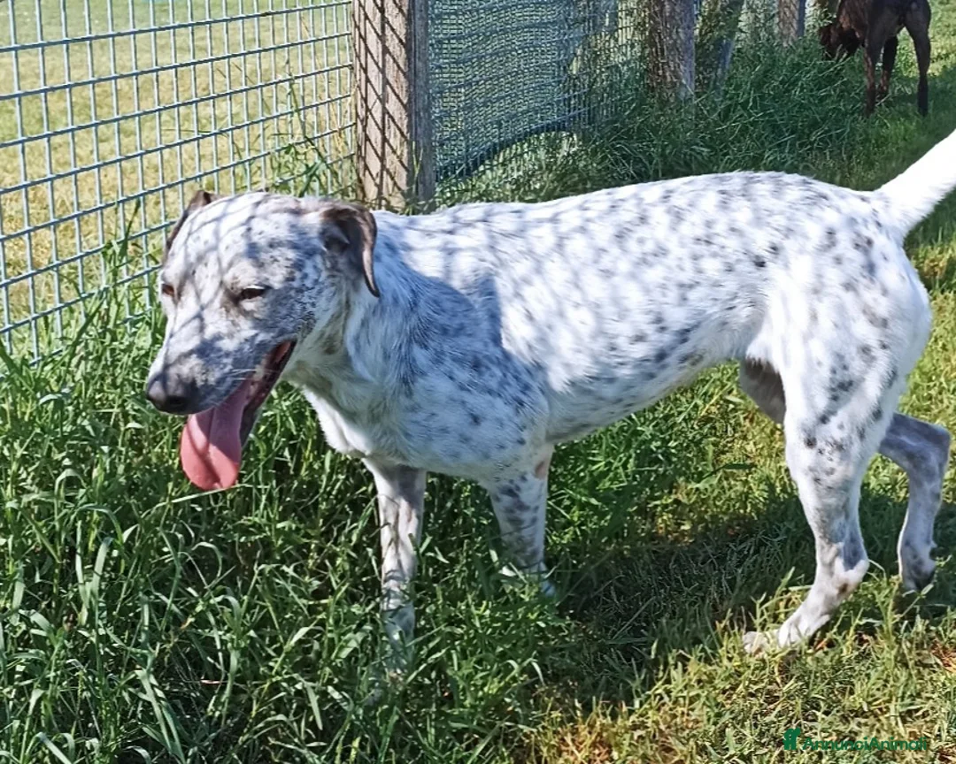 Meticcio cani in regalo: Celine, derivata pointer merita una casa a Latina - Annuncio 4