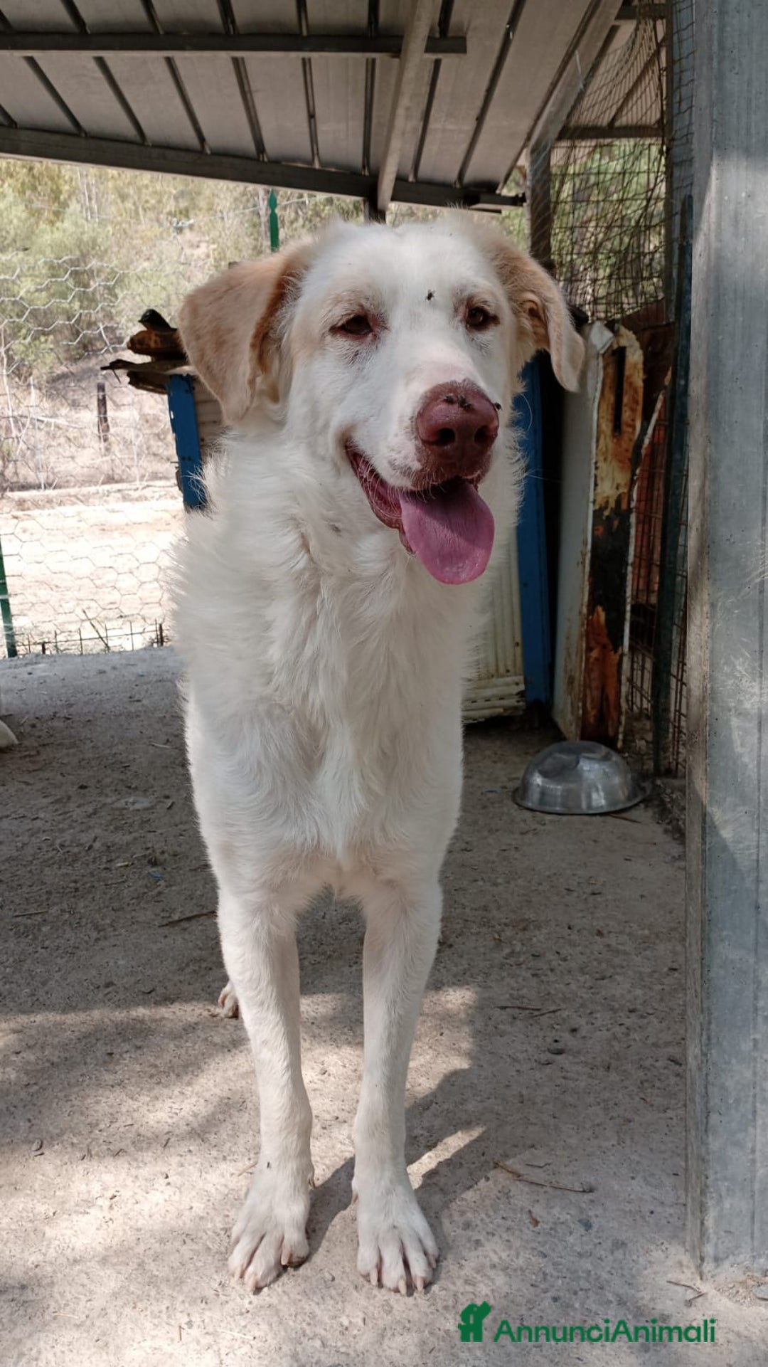 Meticcio cani in regalo: Cracco molto affettuoso - Annuncio 10