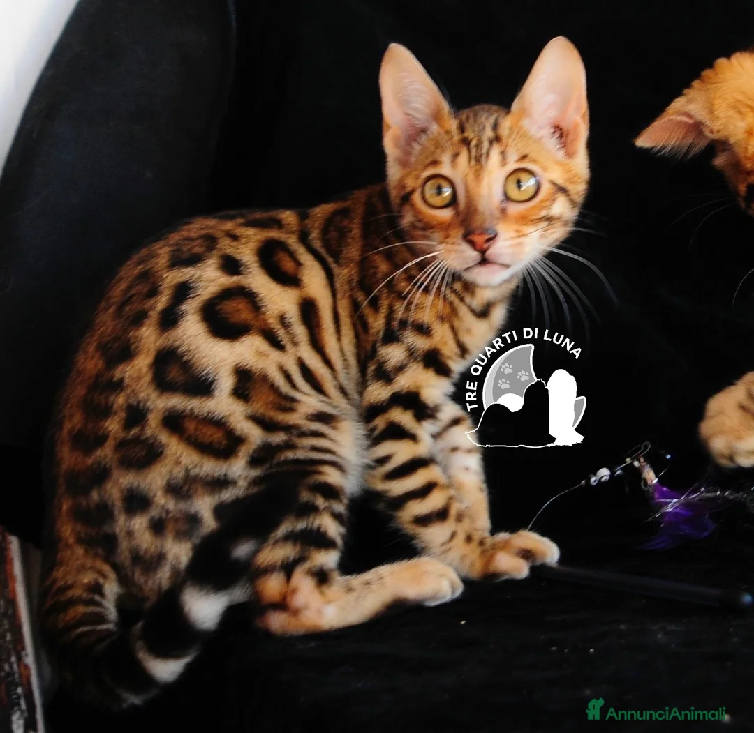Bengala gatti in vendita: Bengala da Sogno – Cuccioli Selezionati  - Annuncio 3
