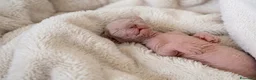 Sphynx gatti in vendita: Cuccioli di sphynx con pedigree - Annuncio 4