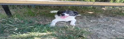 Meticcio cani in regalo: Lillo piccola taglia coccolone a Città Metropolitana di Bologna - Annuncio 6