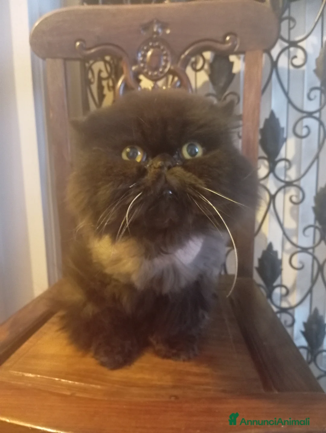 Persiano gatti in regalo: Due gatti Persiani bravissimi  - Annuncio 2