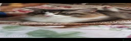Siberiano gatti in vendita: Siberiano maschio - Annuncio 2