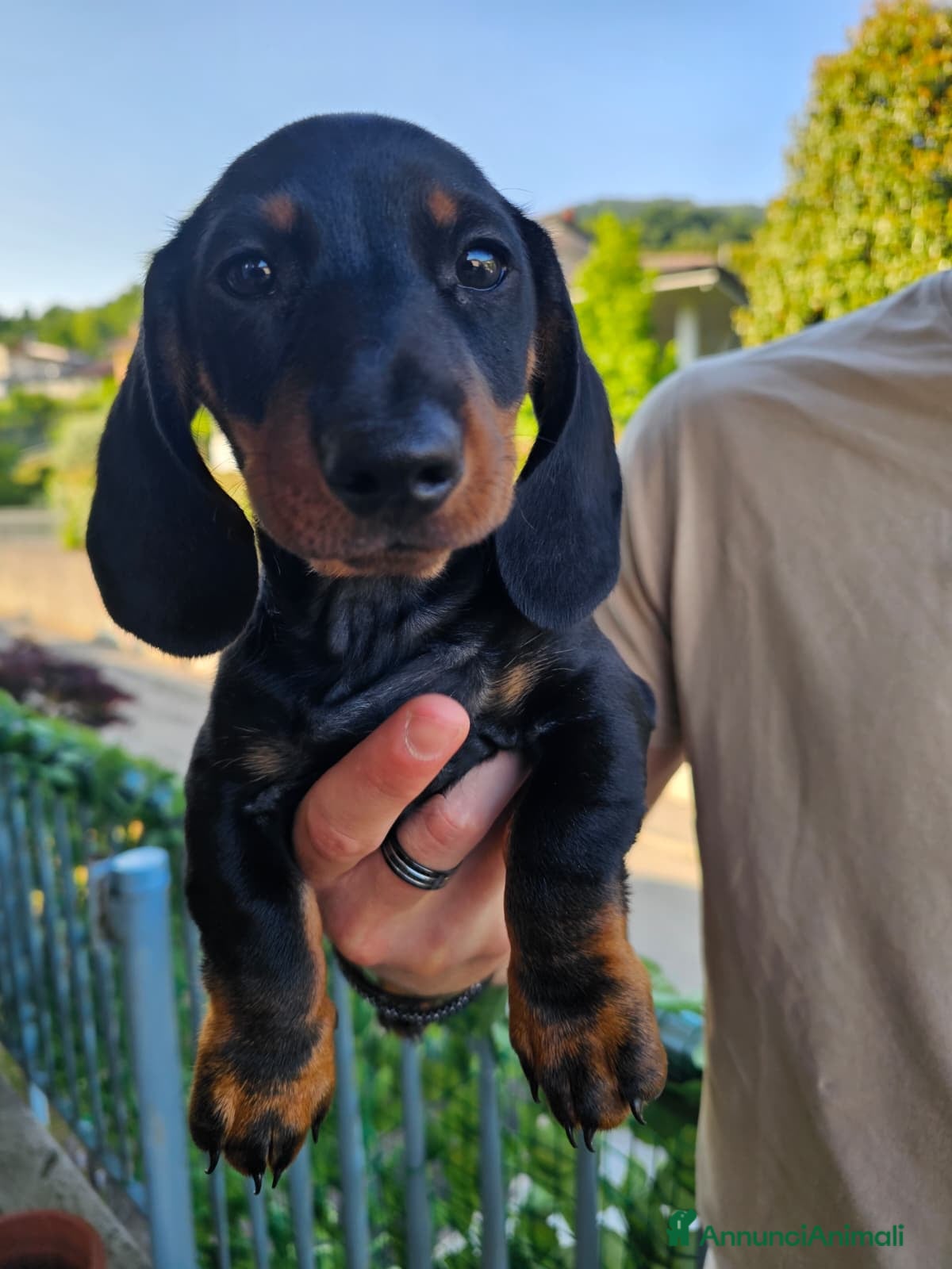 Bassotto cani in vendita: Bassotti nani - Annuncio 3