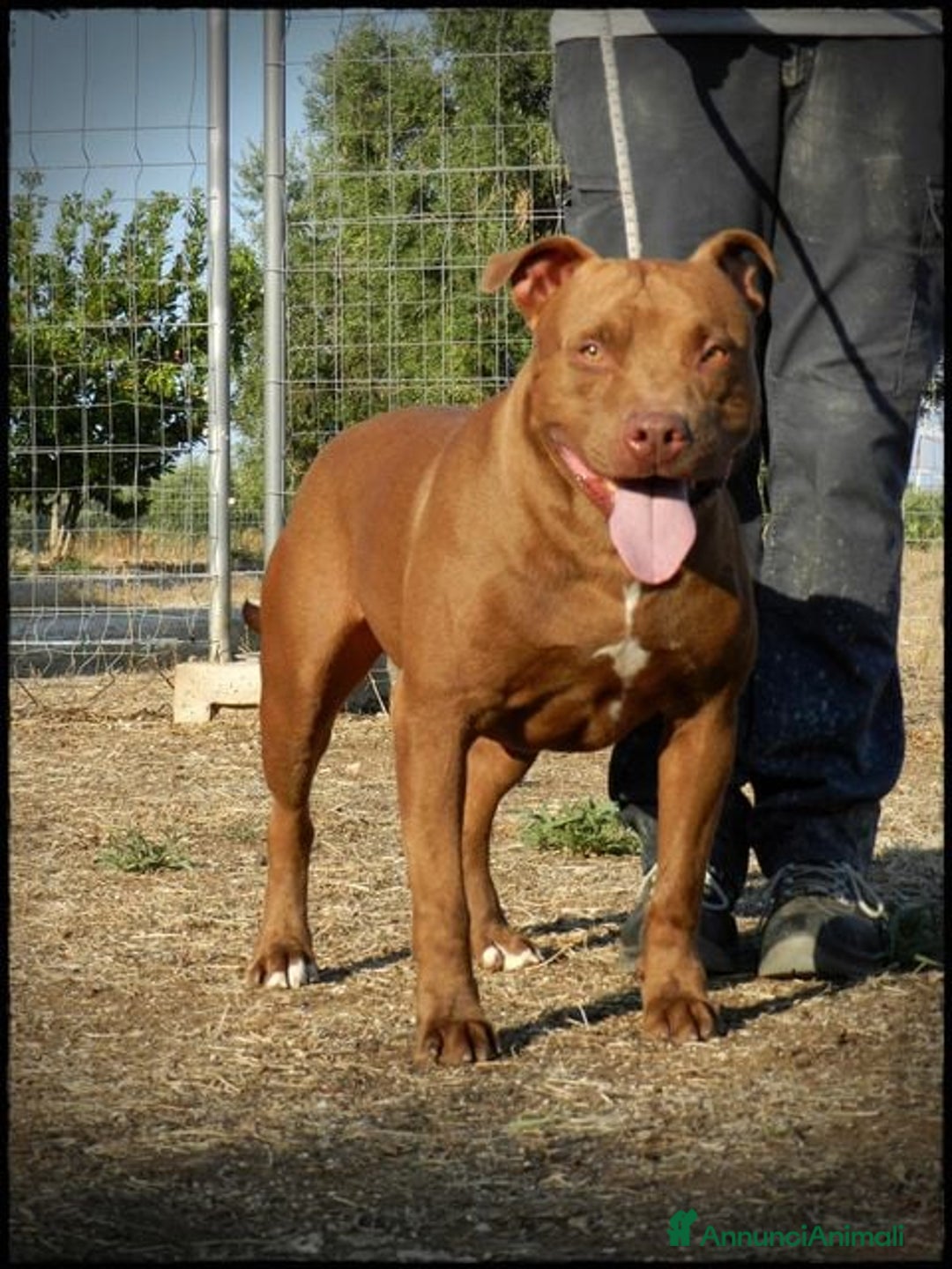 Pitbull cani in regalo: Pasha pit superbravo a Città metropolitana di Milano - Immagine 17