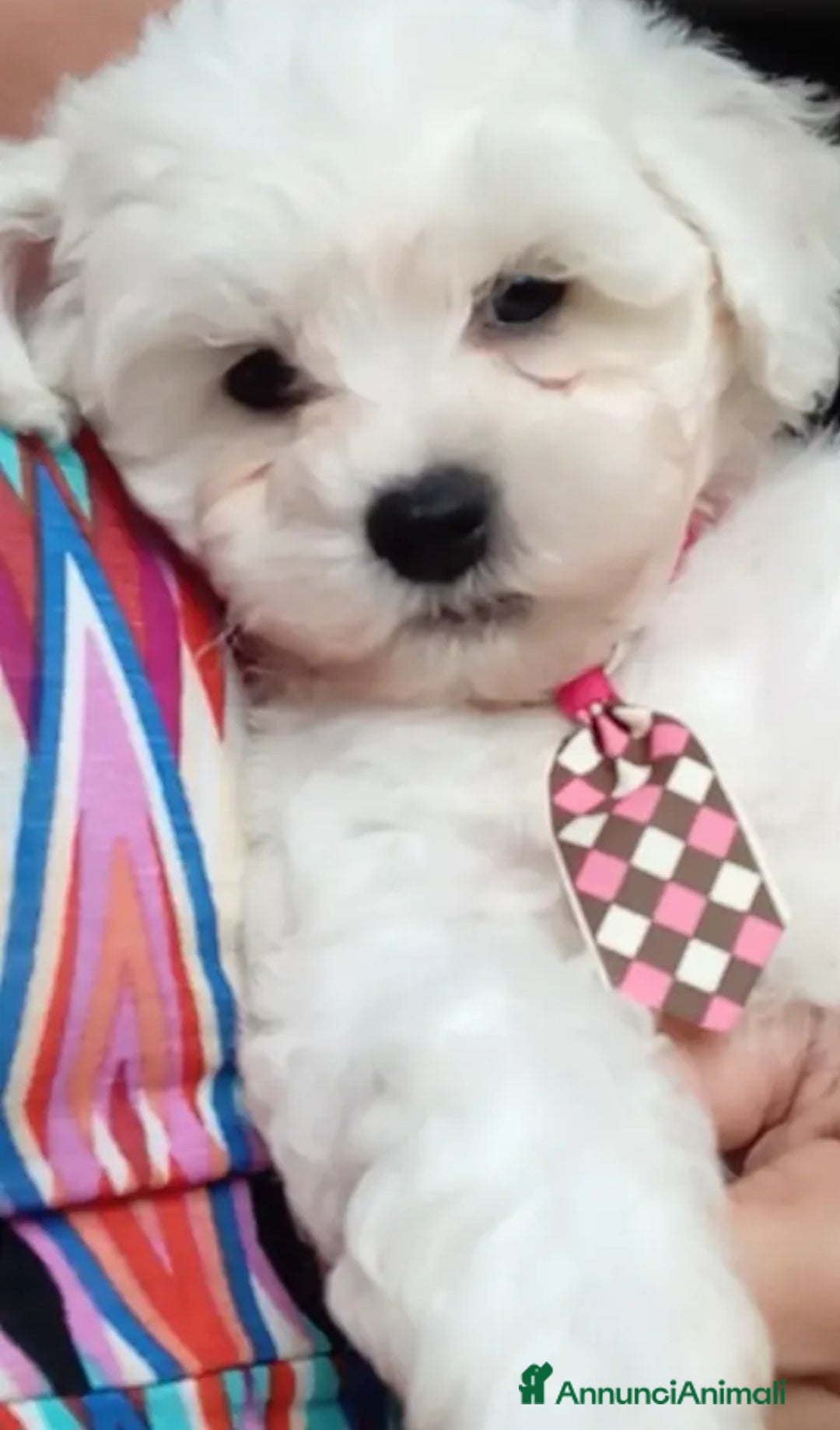 Bichon cani in vendita: Bichon a poil frisé - Annuncio 5