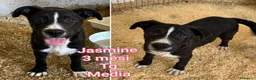 Meticcio cani in regalo: CUCCIOLI ABBANDONATI: URGENTE  a Città Metropolitana di Torino - Annuncio 11