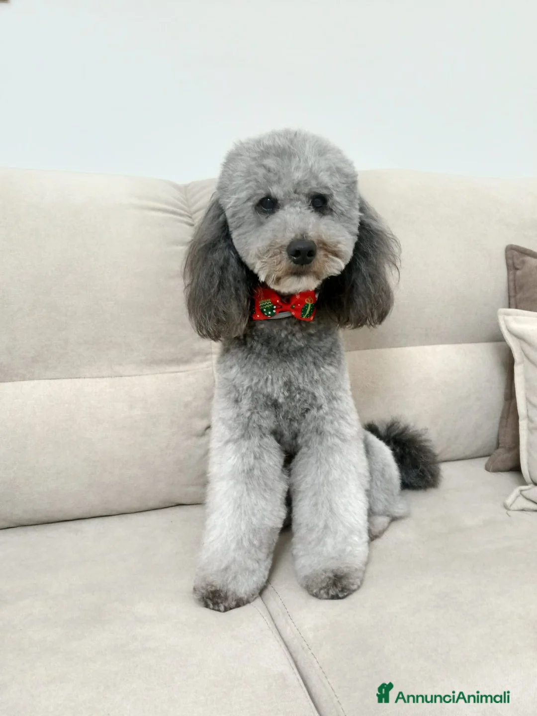 Barboncino cani per accoppiamento: barboncino nano maschio per monta - Annuncio 2