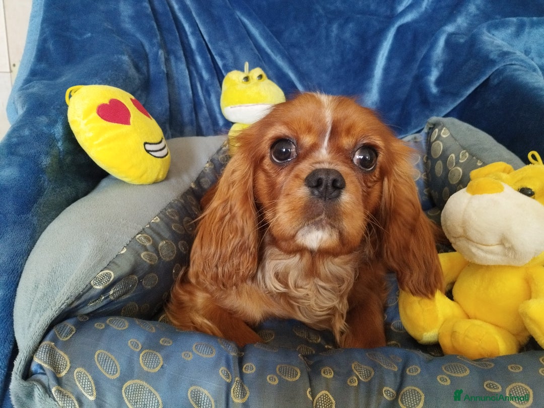 Cavalier King cani in vendita: Cavalier king a Provincia di Mantova - Immagine 10