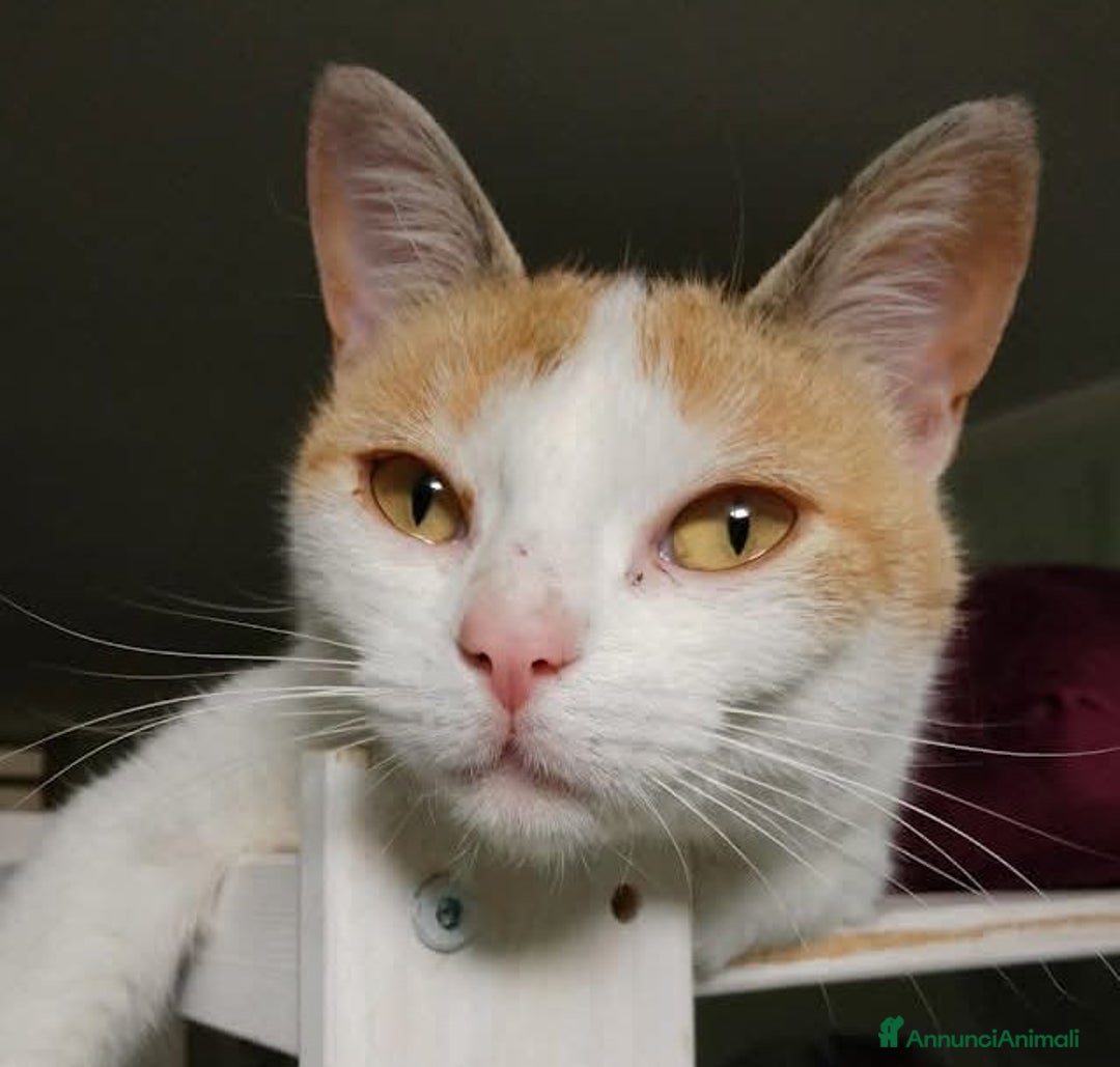Europeo gatti in regalo: Tenerissima micia in adozione, TRILLY ! - Annuncio 6