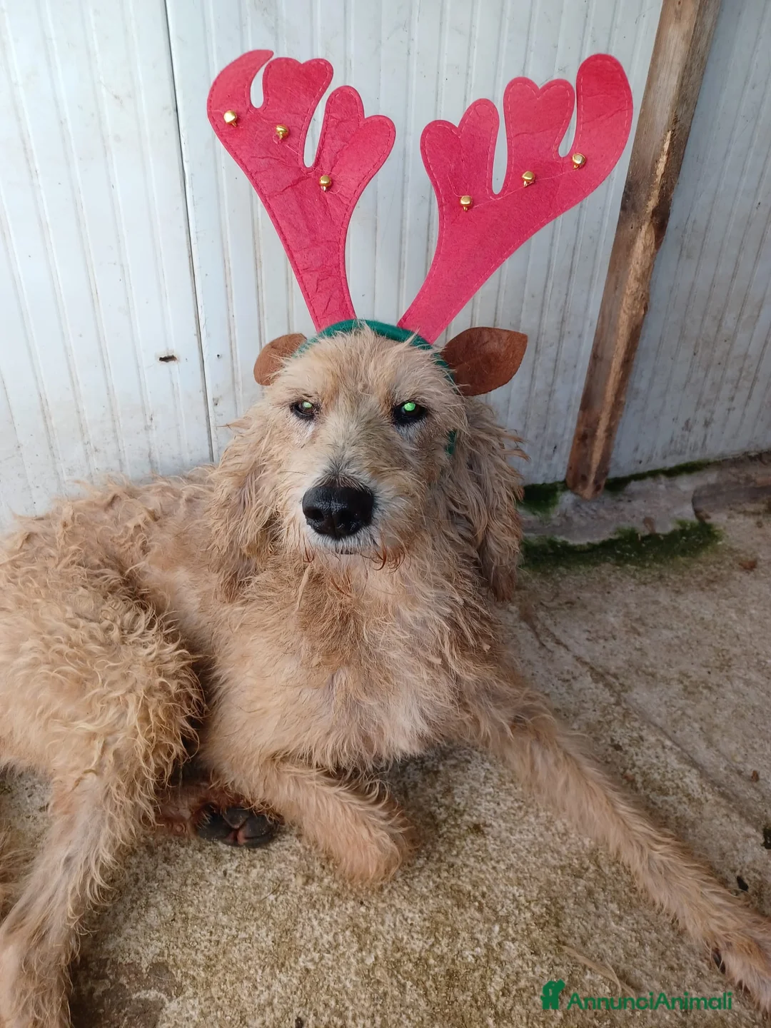 Meticcio cani in regalo: IL DOLCISSIMO JERRY ASPETTA TE - Annuncio 7
