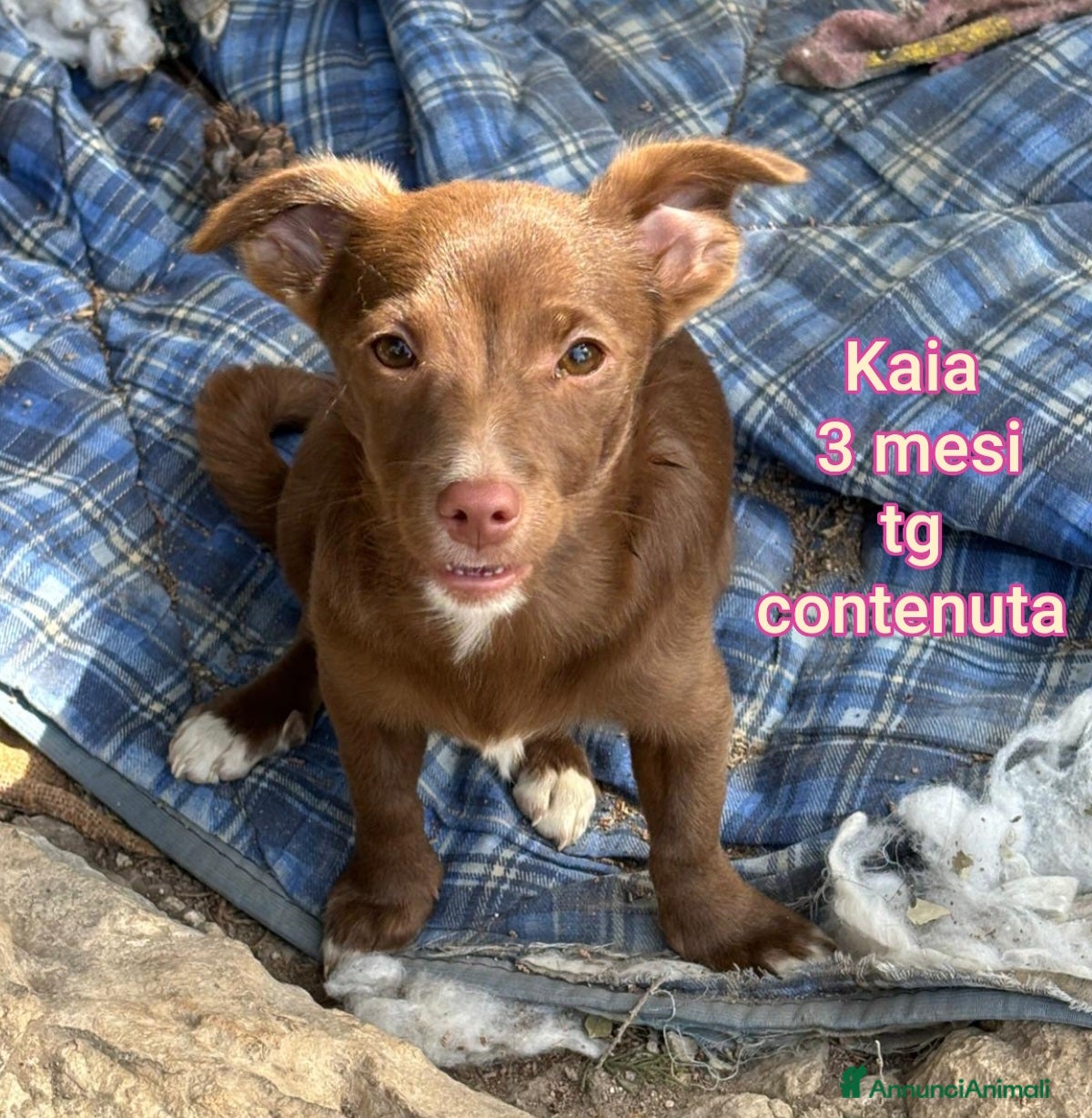 Meticcio cani CUCCIOLI TENERISSIMI SENZA CASA  - Annuncio 17