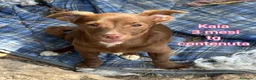 Meticcio cani in regalo: CUCCIOLI TENERISSIMI SENZA CASA  a Provincia di Modena - Annuncio 1