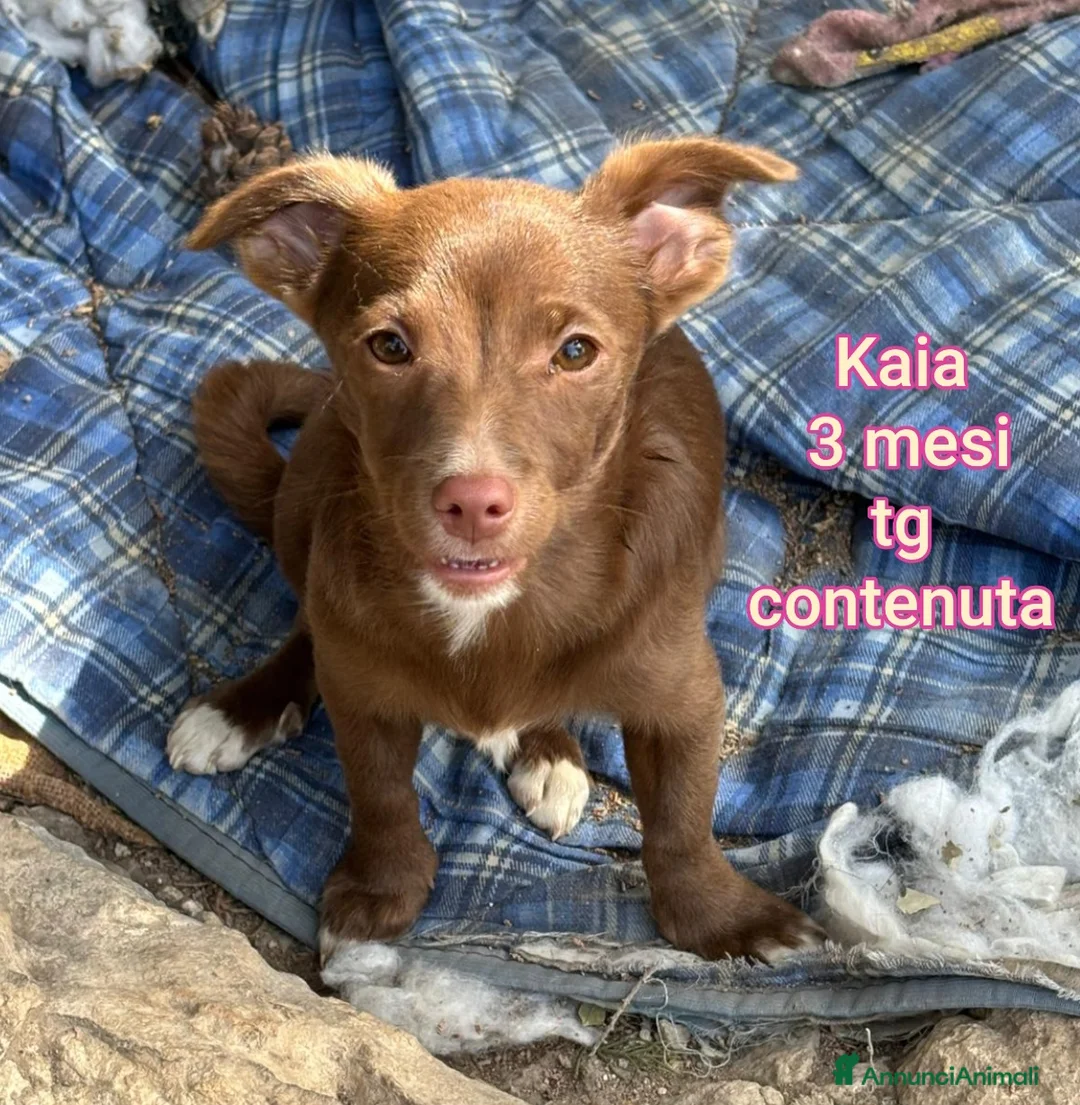 Meticcio cani in regalo: CUCCIOLI TENERISSIMI SENZA CASA  a Provincia di Modena - Annuncio 1
