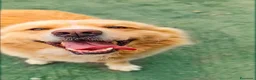 Golden Retriever cani in regalo: Birillo cagnone straordinario - Annuncio 1