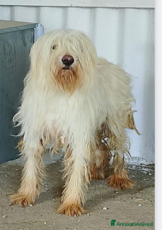 Meticcio cani Femmina 3anni entrata cucciola in 1megacanile. SUD - Annuncio 26