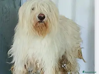 Meticcio cani Femmina 3anni entrata cucciola in 1megacanile. SUD - Annuncio 26