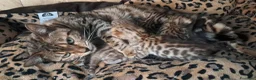 Bengala gatti in vendita: Bengala cuccioli pedegree a Provincia di Biella - Annuncio 7