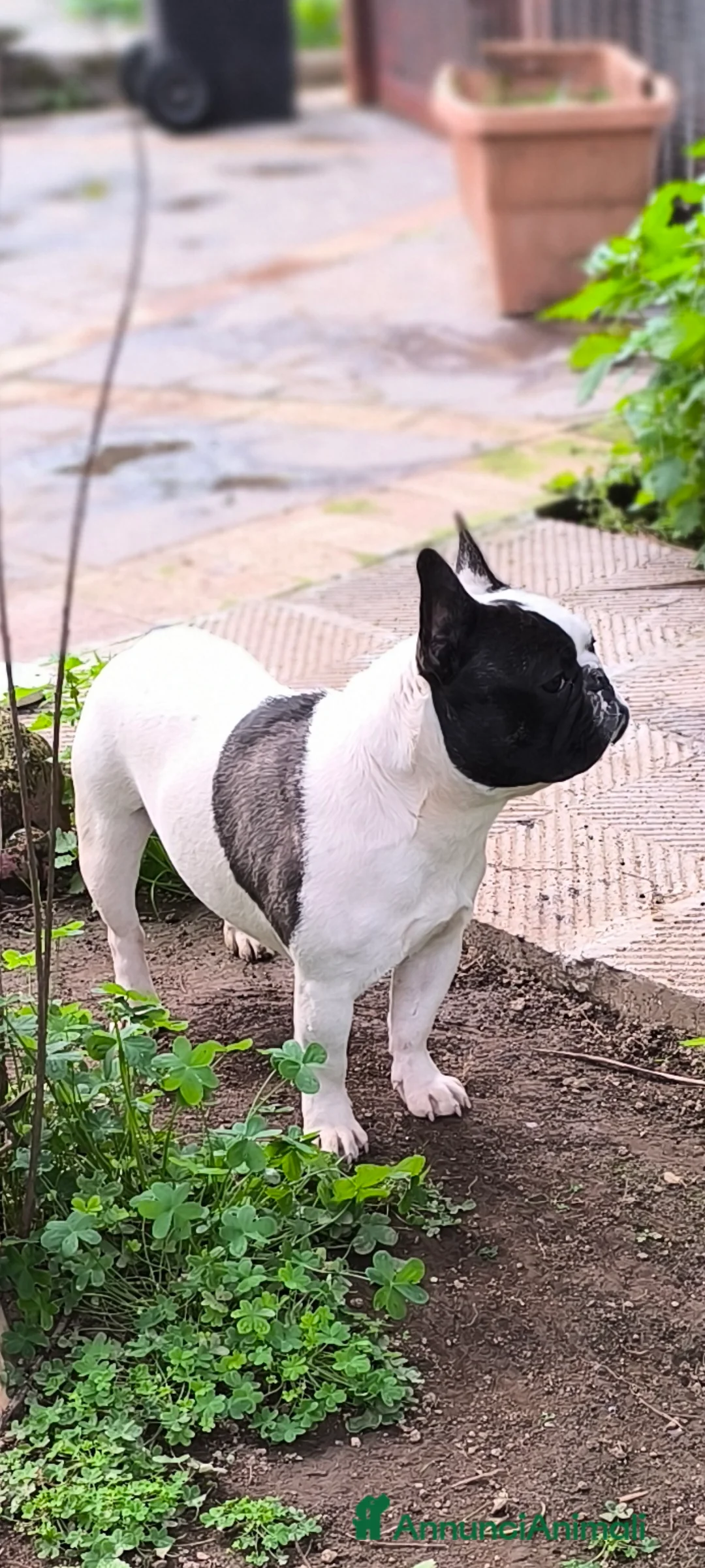 Bulldog Francese cani per accoppiamento: Bulldog francese x monta enci a Provincia di Salerno - Annuncio 8