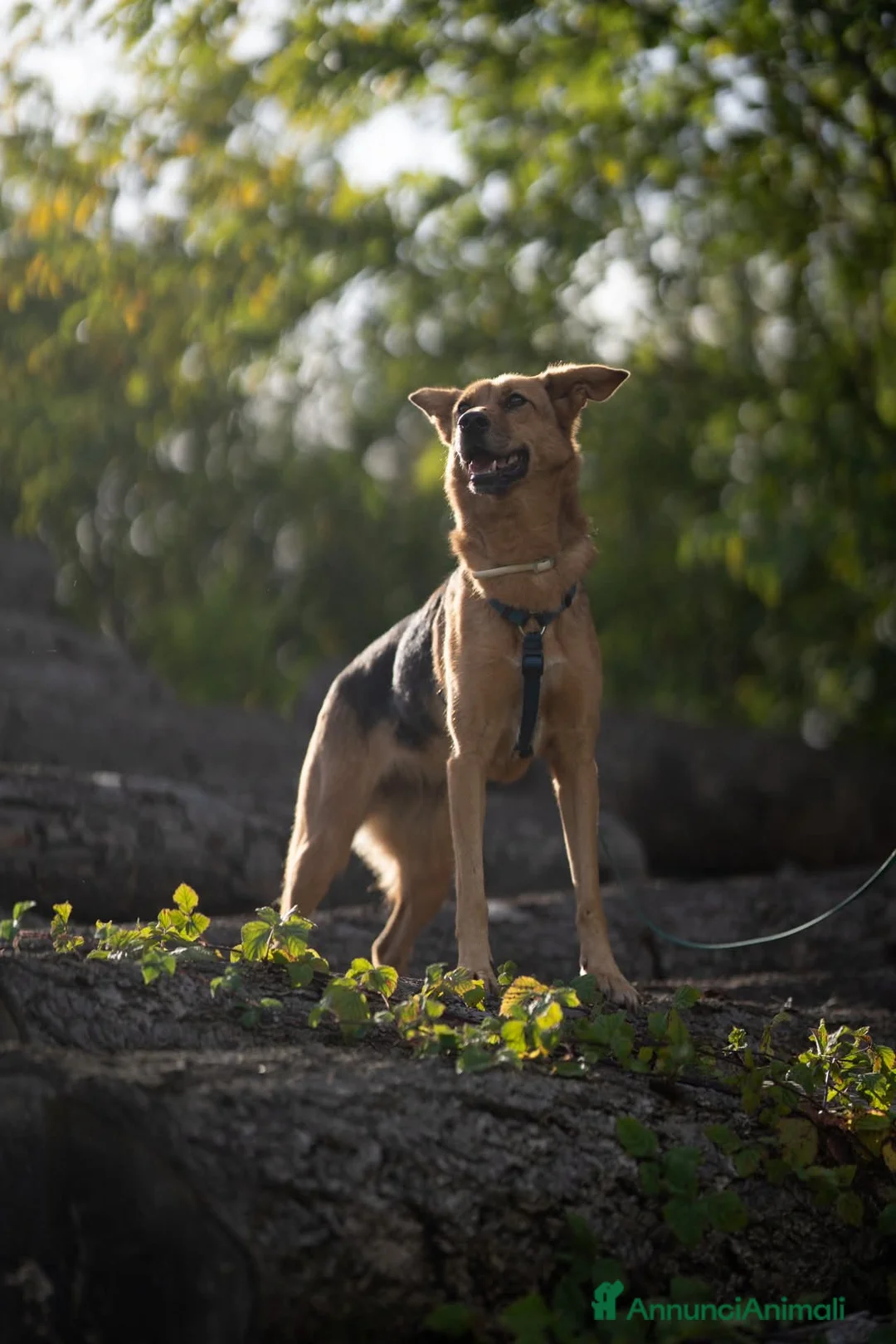 Meticcio cani in regalo: Mya cerca casa - Annuncio 2
