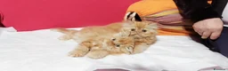 Persiano gatti in vendita: Cuccioli di Persiano - Annuncio 4
