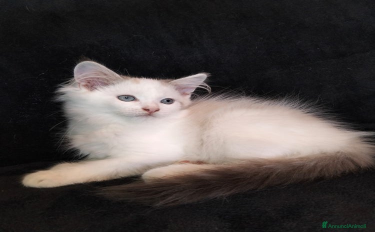 Siberiano gatti - Annuncio 8